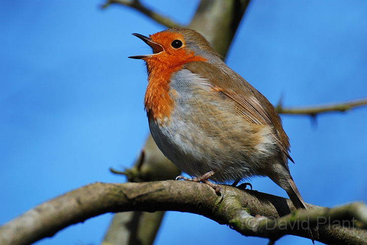 Robin singing - L.jpg - Robin singing - Forest of Dean